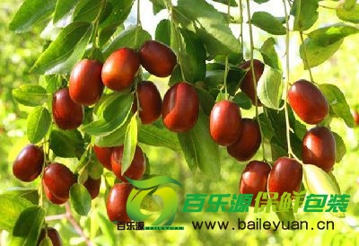 鮮棗如何保存 鮮棗的貯藏保鮮技術