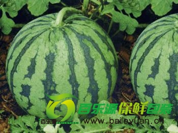 西瓜貯藏保鮮技術(shù)